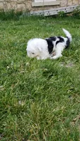 Daffy, a female Sheepadoodle for sale in St. Donatus, IA – 5 of 5