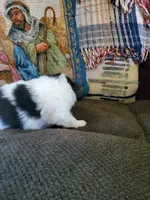 Rowdy, a male Pomeranian for sale in St. Donatus, IA – 6 of 7