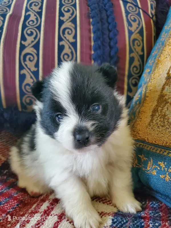 Rowdy – Pomeranian puppy for sale in St. Donatus, IA