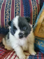 Rowdy, a male Pomeranian for sale in Dubuque, IA – 1 of 10