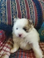 Dash, a male Pomeranian for sale in Dubuque, IA – 1 of 10