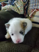 Dash, a male Pomeranian for sale in St. Donatus, IA – 6 of 10