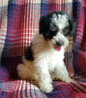 Minnie, a female Sheepadoodle for sale in Dubuque, IA – 3 of 9