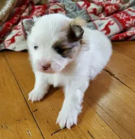 Dash, a male Pomeranian for sale in St. Donatus, IA – 1 of 10