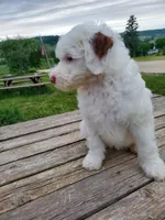 Lily, a female Sheepadoodle for sale in St. Donatus, IA – 5 of 6