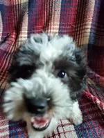 Minnie, a female Sheepadoodle for sale in Dubuque, IA – 9 of 9
