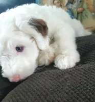 Lily, a female Sheepadoodle for sale in Dubuque, IA – 5 of 10