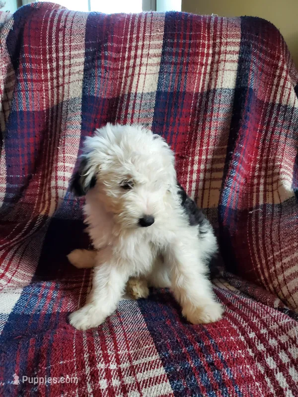 Daffy – Sheepadoodle puppy for sale in Dubuque, IA