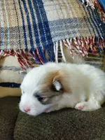 Dash, a male Pomeranian for sale in St. Donatus, IA – 4 of 10