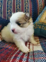 Dash, a male Pomeranian for sale in Dubuque, IA – 2 of 10