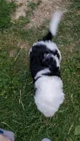 Daffy, a female Sheepadoodle for sale in St. Donatus, IA – 2 of 5