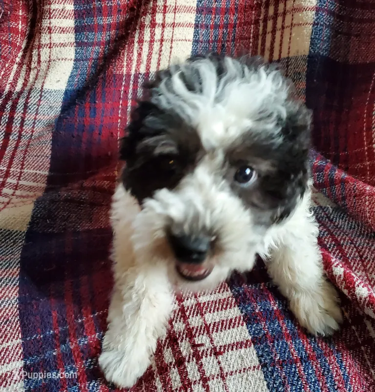 Minnie – Sheepadoodle puppy for sale in Dubuque, IA