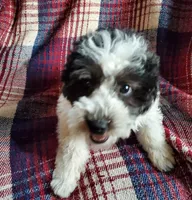 Minnie, a female Sheepadoodle for sale in Dubuque, IA – 1 of 9