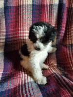 Minnie, a female Sheepadoodle for sale in Dubuque, IA – 2 of 9