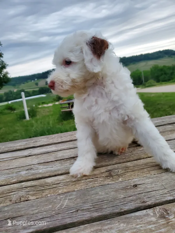 Lily – Sheepadoodle puppy for sale in St. Donatus, IA