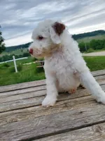 Lily, a female Sheepadoodle for sale in St. Donatus, IA – 1 of 6