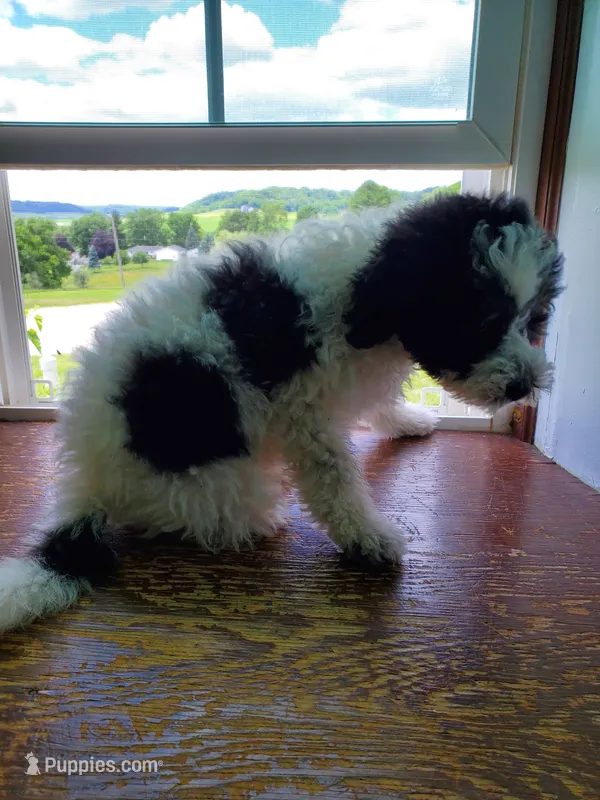 Minnie – Sheepadoodle puppy for sale in Dubuque, IA