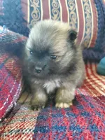 Jet, a male Pomeranian for sale in Dubuque, IA – 8 of 10