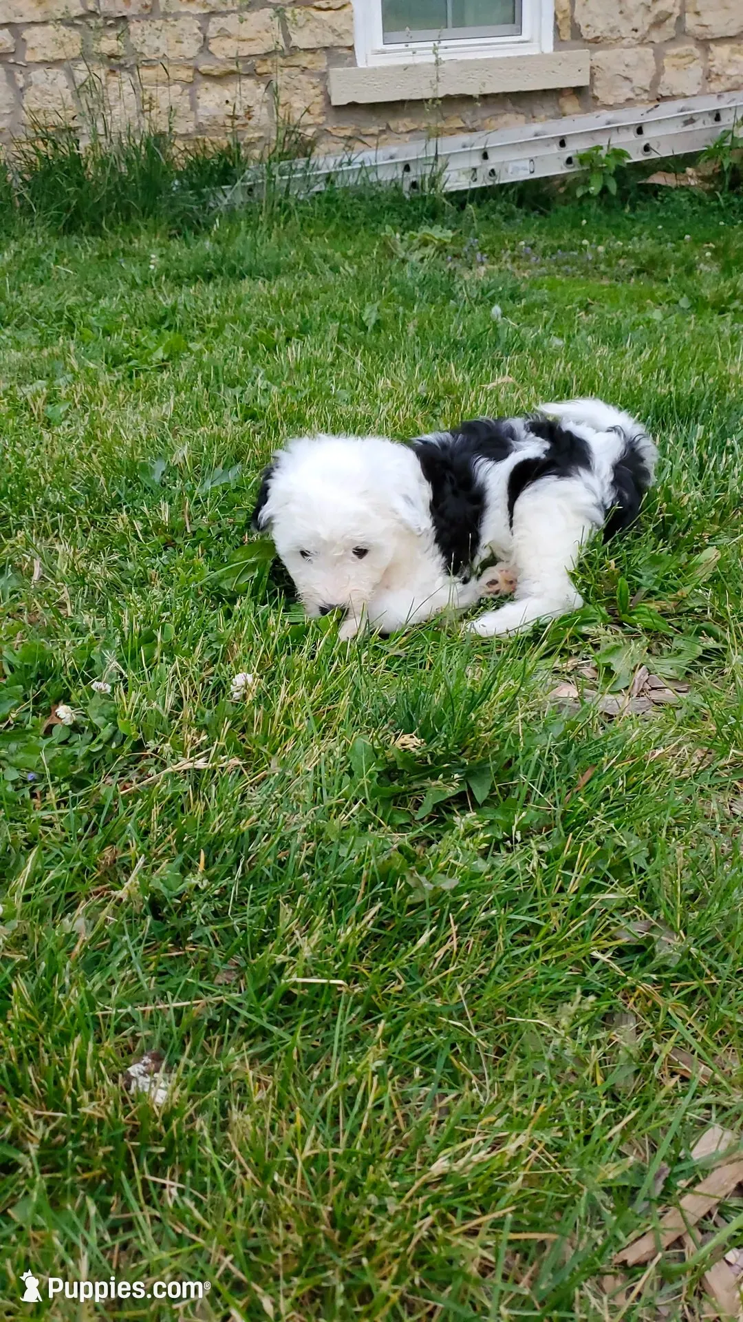 Daffy, a female Sheepadoodle for sale in Dubuque, IA – 1 of 5