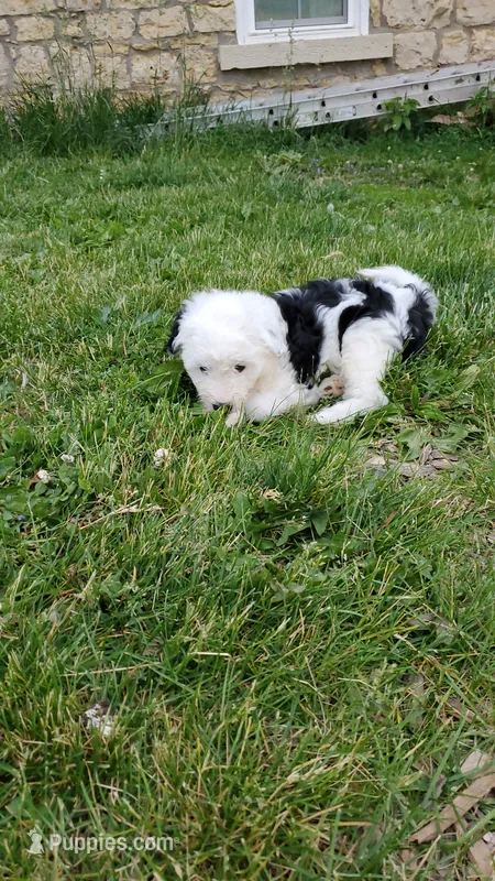 Daffy – Sheepadoodle puppy for sale in St. Donatus, IA