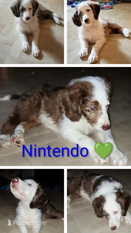 Nintendo  – Aussiedoodle puppy for sale in Advance, MO