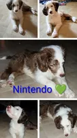 Nintendo , a male Aussiedoodle for sale in Advance, MO – 1 of 1