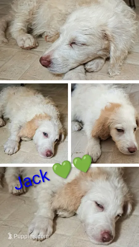 Jack – Aussiedoodle puppy for sale in Advance, MO