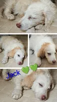 Jack, a male Aussiedoodle for sale in Advance, MO – 1 of 1