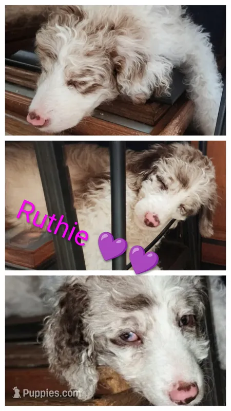 Ruthie – Aussiedoodle puppy for sale in Advance, MO