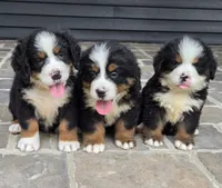 processed/02c02662-b617-423e-9a60-1cd0be6a470a/listing/81650751-e5df-460c-933b-45b88e1be89a/21b8779d-e8a7-44a4-a870-e46fb047da20