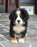 processed/02c02662-b617-423e-9a60-1cd0be6a470a/listing/81650751-e5df-460c-933b-45b88e1be89a/23fb426a-e8ed-48c8-8ada-5f9e8ebf5f46