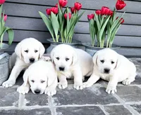 processed/02c02662-b617-423e-9a60-1cd0be6a470a/listing/c16b0c18-8589-408b-97b4-2846b3c44874/0d104d47-0fc2-4262-af71-7bed9d50ee58