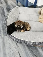 Bandit, a male Poodle - Toy  for sale in Anchorage, AK – Photo 8 of 9