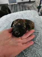 Bandit, a male Poodle - Toy  for sale in Anchorage, AK – Photo 2 of 9