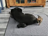 Bandit, a male Poodle - Toy  for sale in Anchorage, AK – Photo 3 of 9