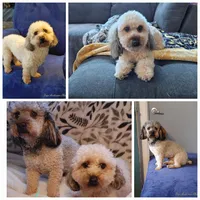 Bandit, a male Poodle - Toy  for sale in Anchorage, AK – Photo 4 of 9