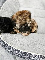 Bandit, a male Poodle - Toy  for sale in Anchorage, AK – Photo 7 of 9