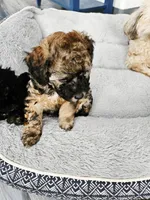 Bandit, a male Poodle - Toy  for sale in Anchorage, AK – Photo 6 of 9