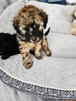 Bandit, a male Poodle - Toy  for sale in Anchorage, AK – Photo 5 of 9