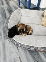 Bandit, a male Poodle - Toy  for sale in Anchorage, AK – Photo 9 of 9