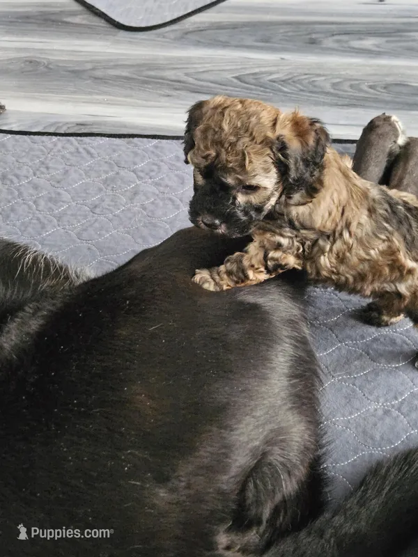 Bandit – Poodle - Toy  puppy for sale in Anchorage, AK