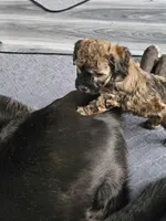 Bandit, a male Poodle - Toy  for sale in Anchorage, AK – Photo 1 of 9