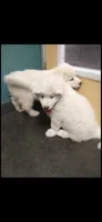 Jack, a male Samoyed for sale in Norco, CA – 4 of 5