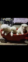 Jack, a male Samoyed for sale in Norco, CA – 2 of 5