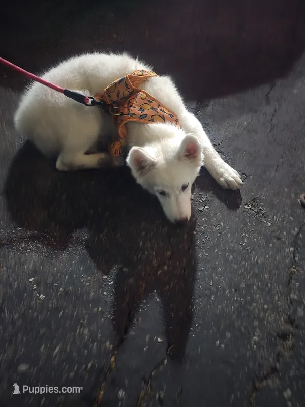 Jack – Samoyed puppy for sale in Norco, CA