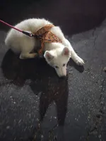 Jack, a male Samoyed for sale in Norco, CA – 1 of 3