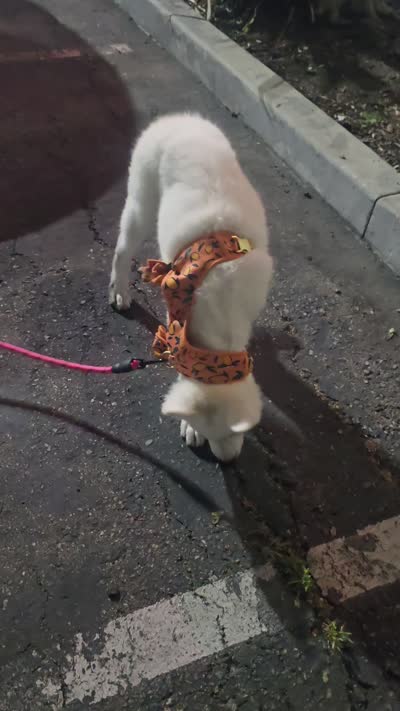 Jack, a male Samoyed for sale in Norco, CA – 3 of 3