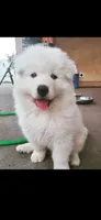 Jack, a male Samoyed for sale in Norco, CA – 1 of 5