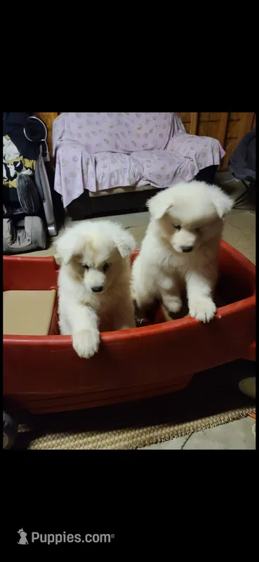 Jack – Samoyed puppy for sale in Norco, CA