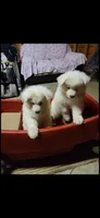 Jack, a male Samoyed for sale in Norco, CA – 3 of 5